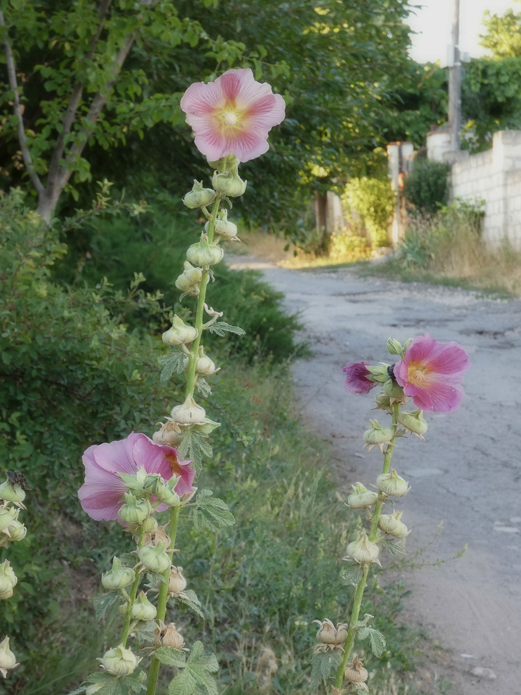 Изображение особи Alcea rosea.