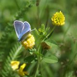 Trifolium aureum