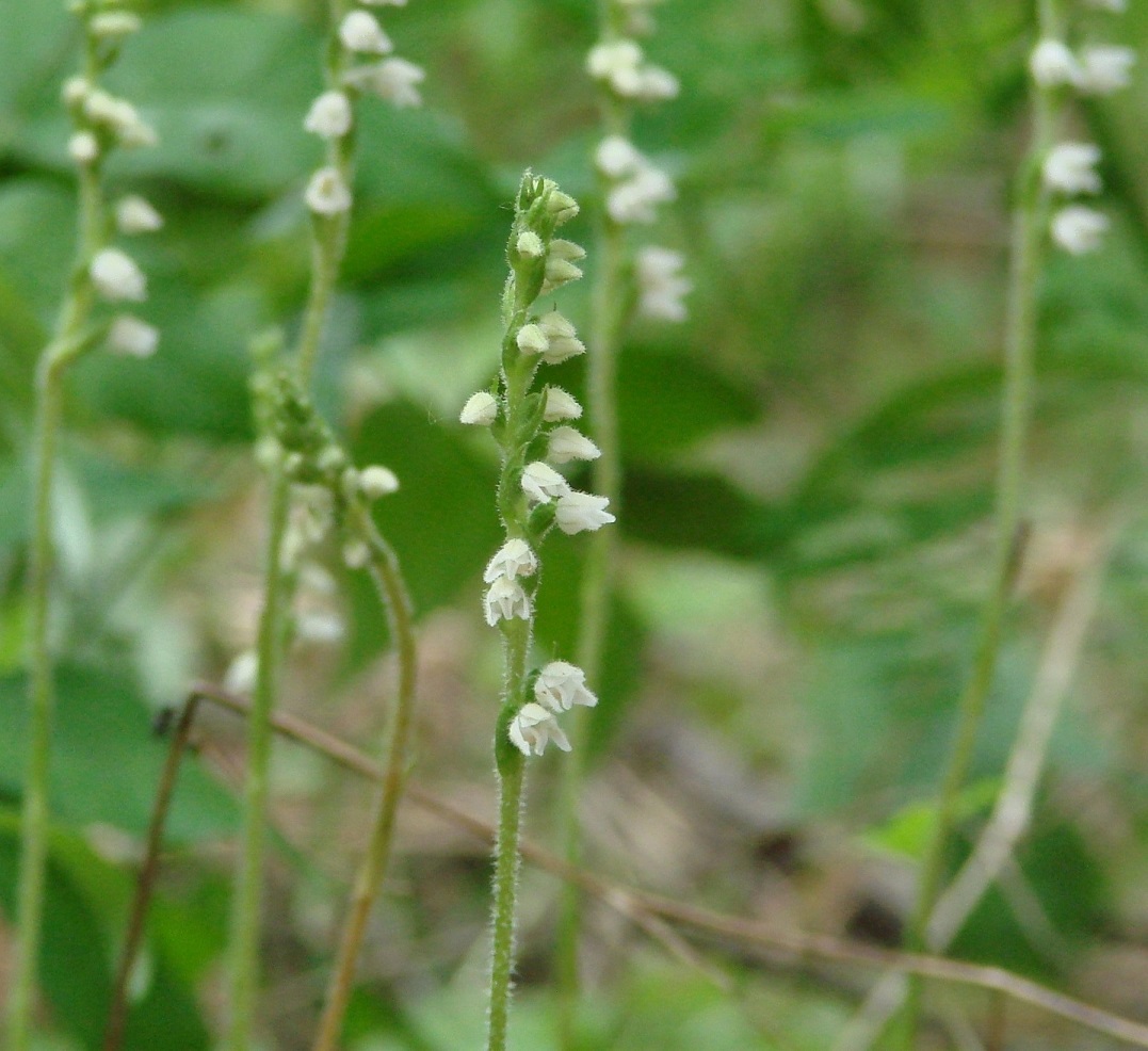 Изображение особи Goodyera repens.