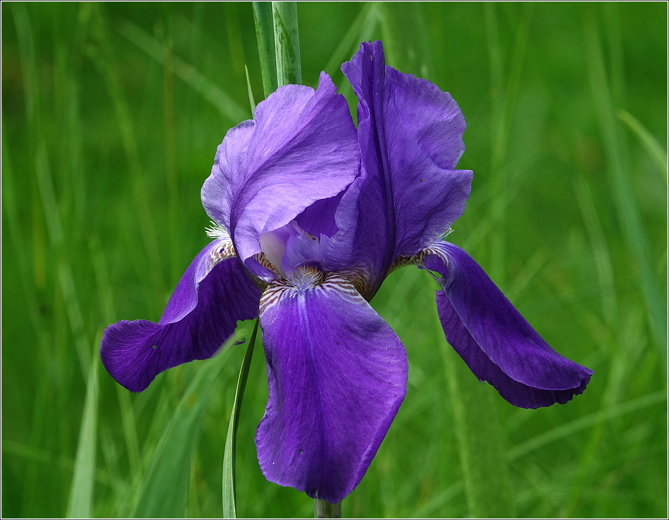 Image of Iris nyaradyana specimen.