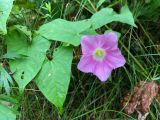 Calystegia inflata