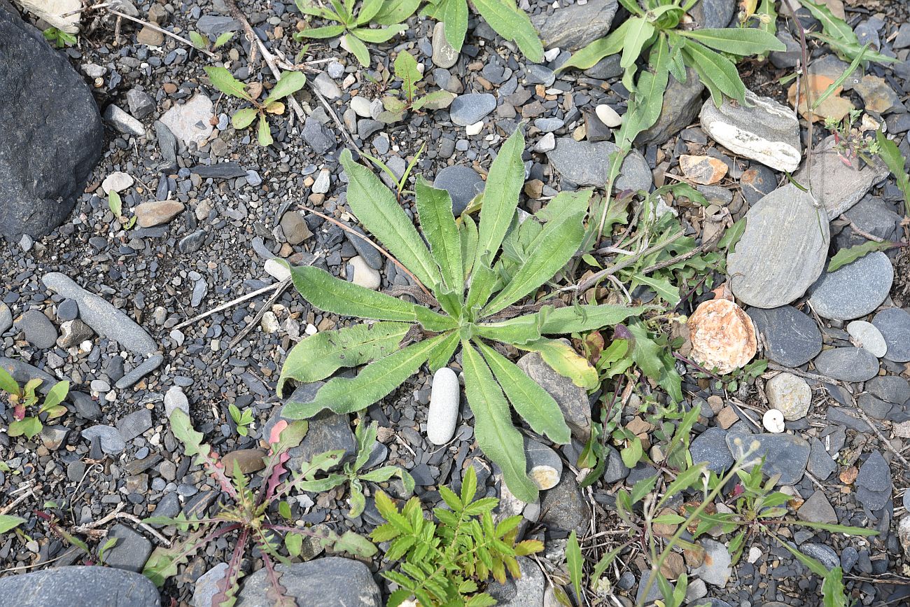 Изображение особи Echium vulgare.