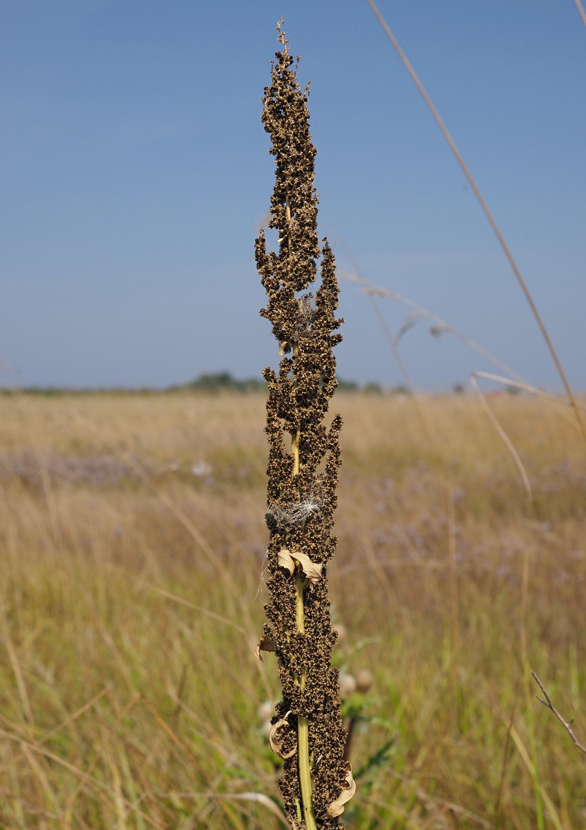 Image of Oxybasis urbica specimen.