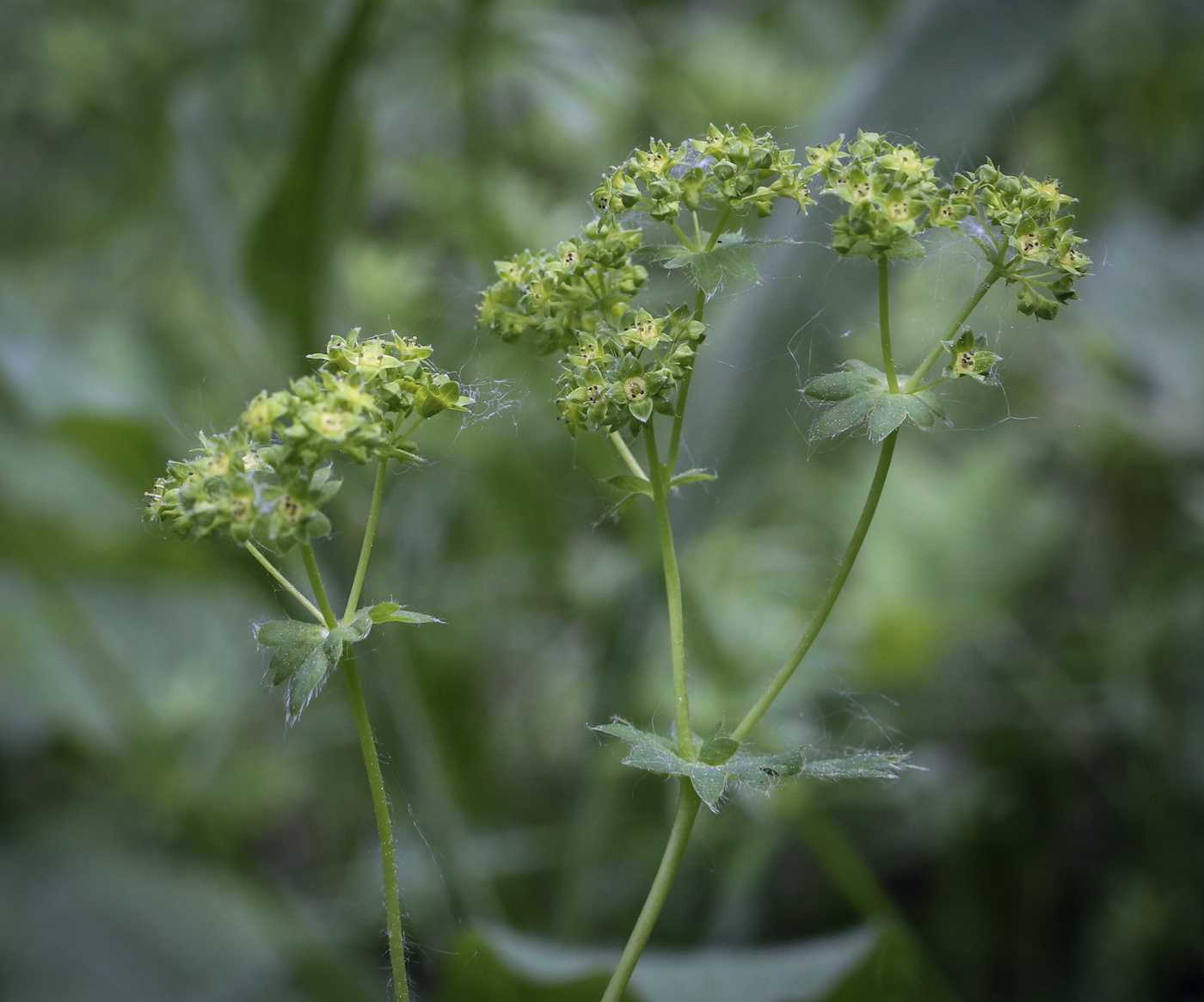 Изображение особи род Alchemilla.