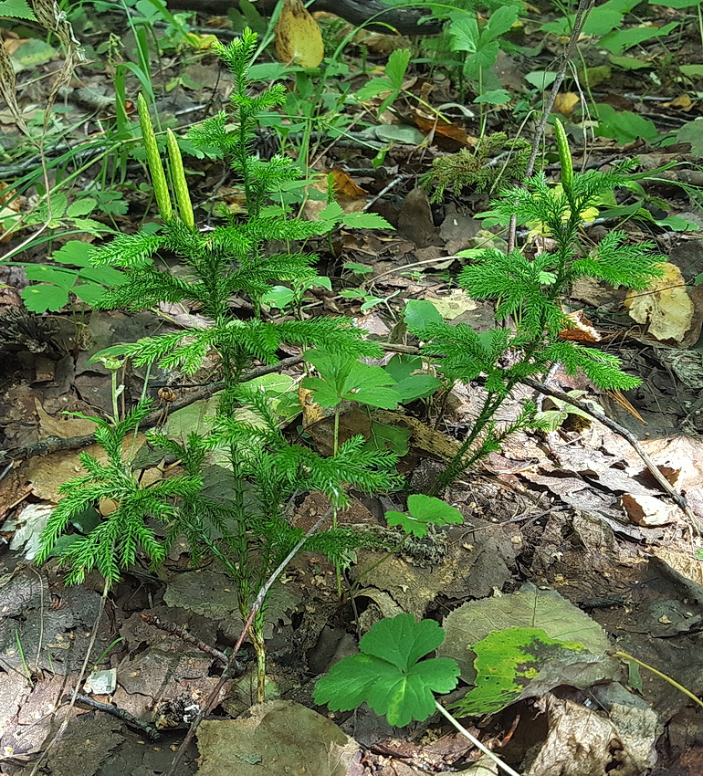 Изображение особи Lycopodium obscurum.