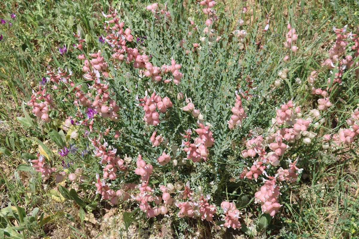 Image of Astragalus mesites specimen.