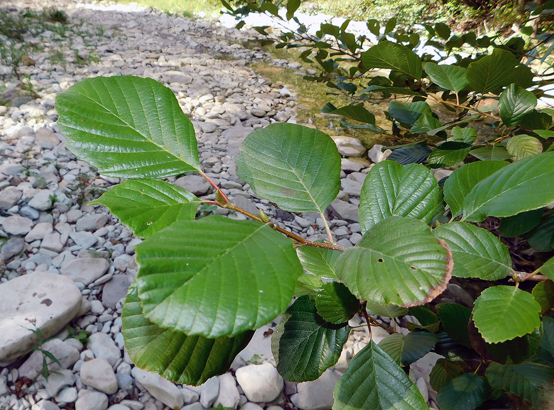 Image of Alnus barbata specimen.