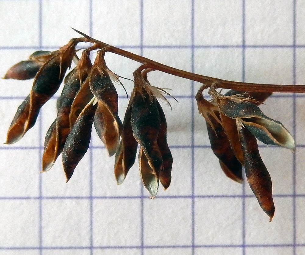 Image of Vicia hirsuta specimen.
