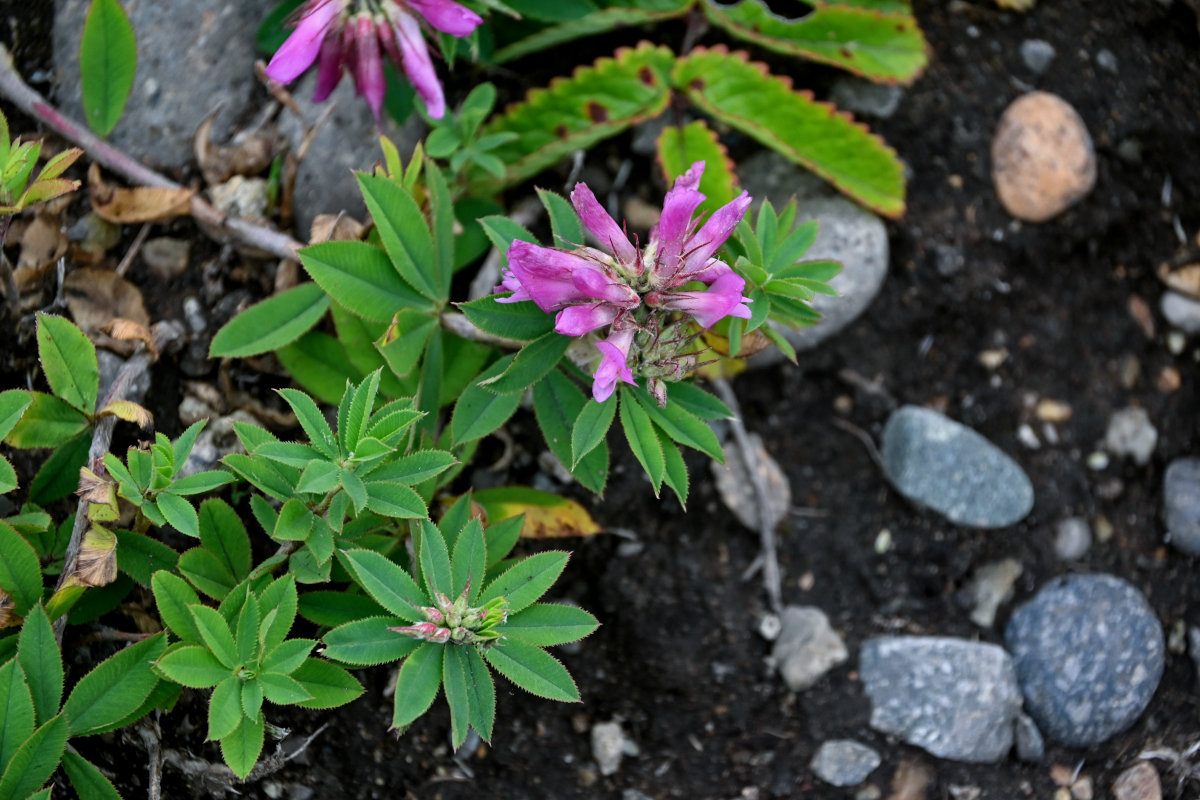 Изображение особи Trifolium pacificum.