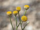 Tanacetum santolina. Верхушки побегов с соцветиями. Казахстан, Мангистауская обл., Каракиянский р-н, плато Устюрт, западный чинк, глинисто-щебнистая пустыня. 06.06.2022.