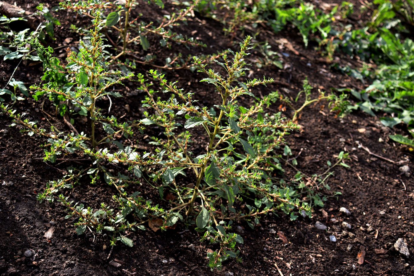 Image of Amaranthus albus specimen.