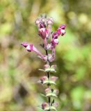 Scutellaria cypria ssp. elatior