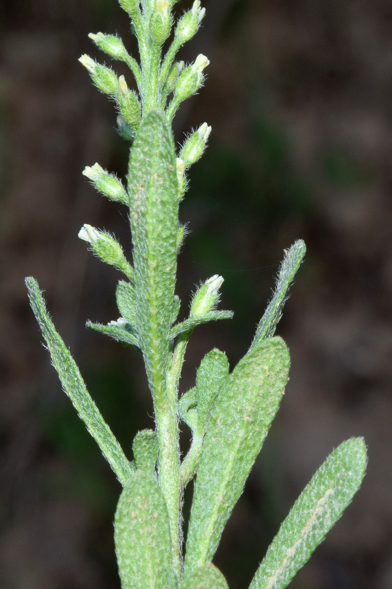 Image of Alyssum stenostachyum specimen.