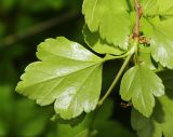 Ribes komarovii