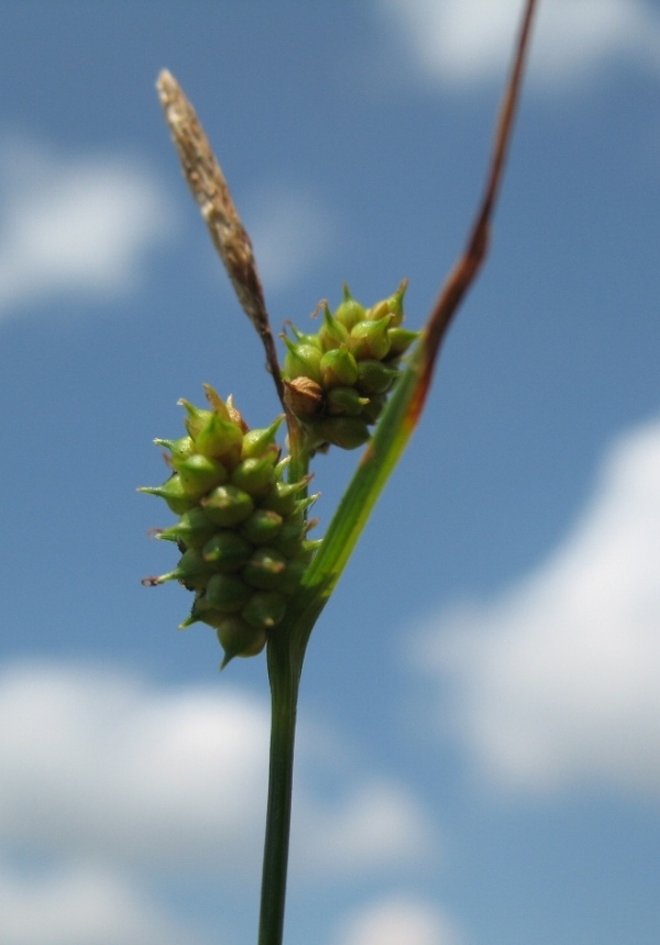 Изображение особи Carex serotina.