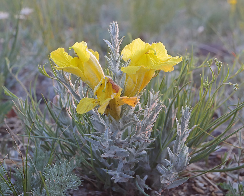 Image of Cymbaria daurica specimen.