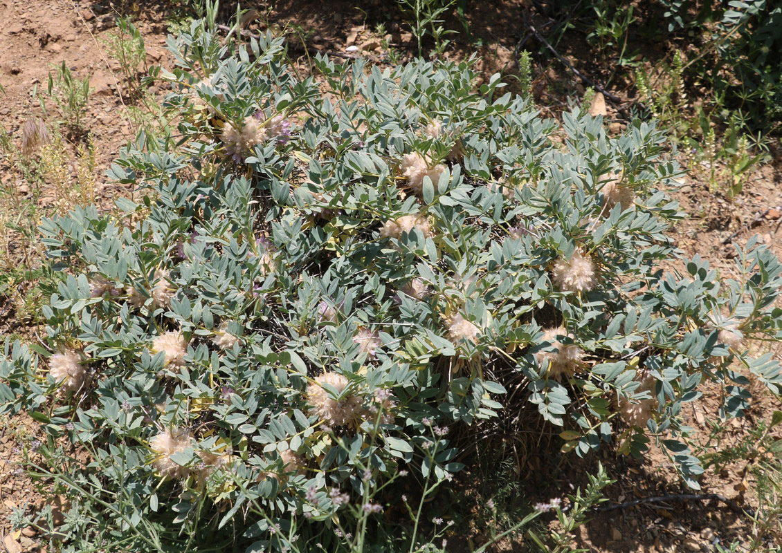 Image of Astragalus karjaginii specimen.