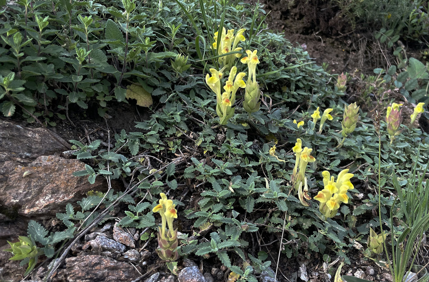 Изображение особи Scutellaria polyodon.