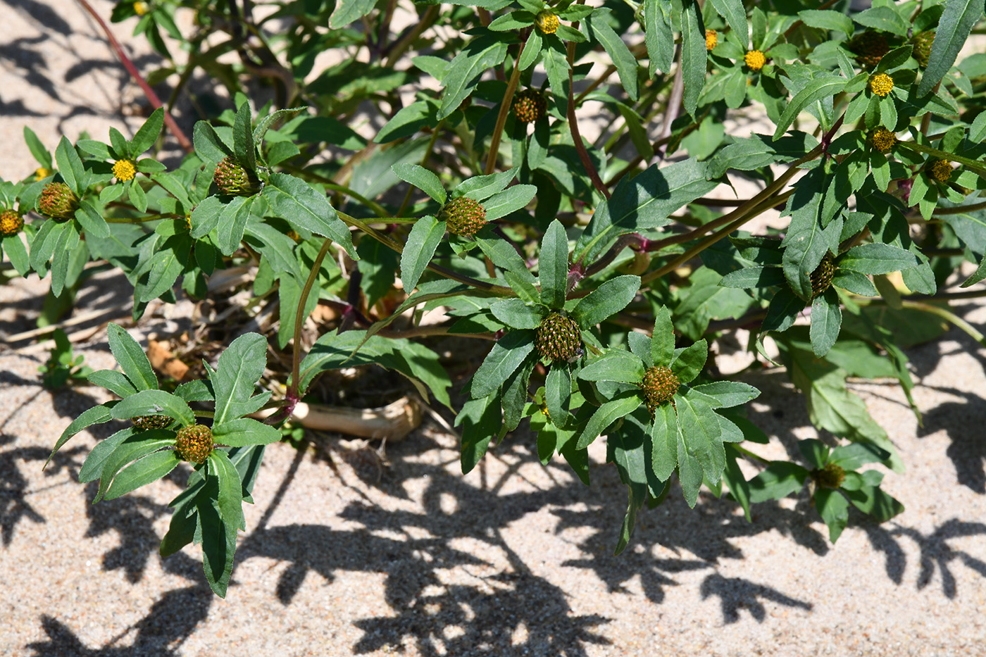 Image of Bidens tripartita specimen.