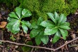Helleborus caucasicus