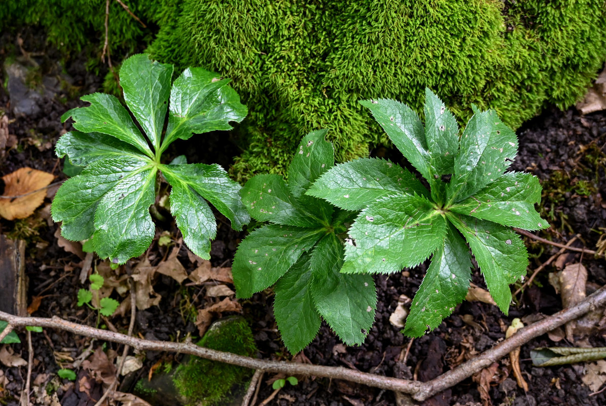 Image of Helleborus caucasicus specimen.