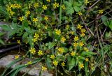 Saxifraga cymbalaria. Соцветия и завязавшиеся плоды. Грузия, Имеретия, окр. водопада Ламина, каменистый берег реки. 15.06.2023.