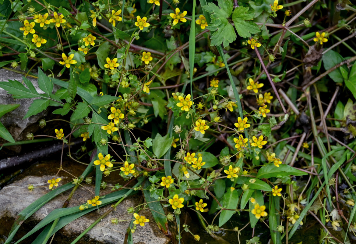 Image of Saxifraga cymbalaria specimen.