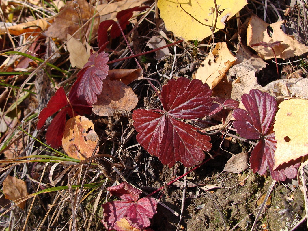Image of Fragaria orientalis specimen.