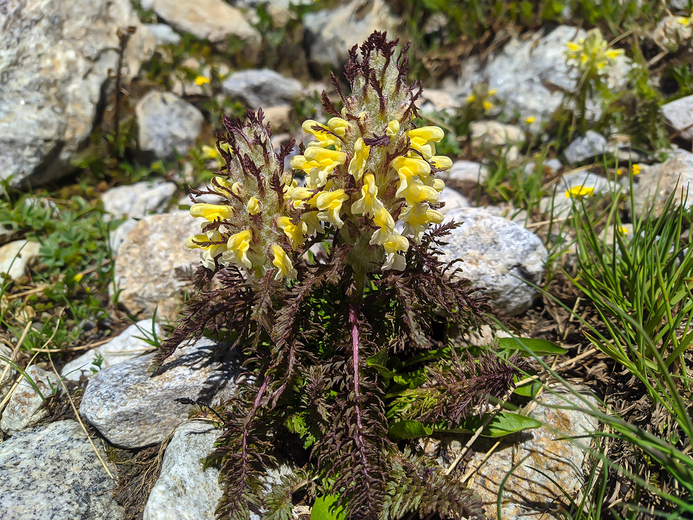Image of Pedicularis condensata specimen.