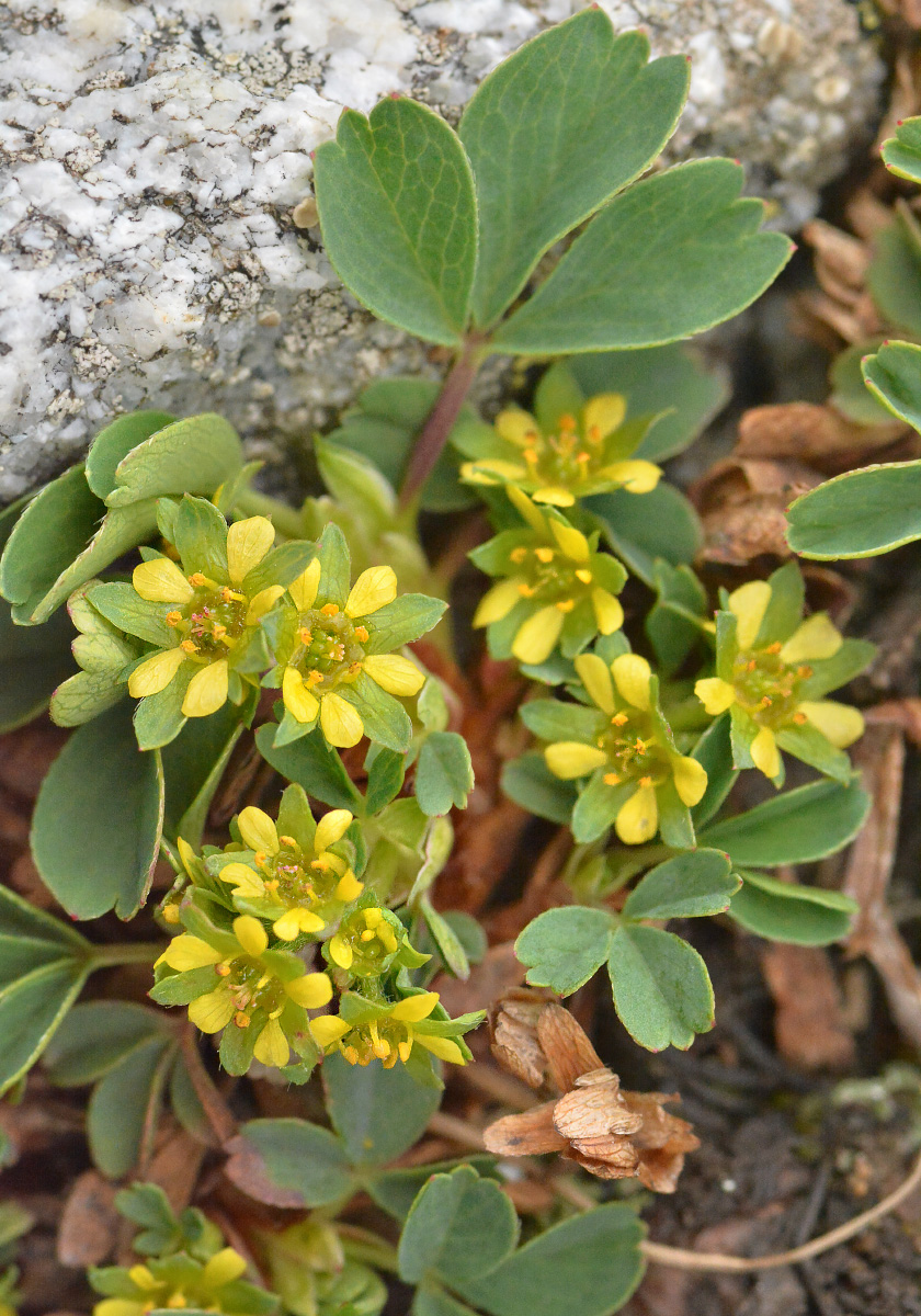 Image of Sibbaldia parviflora specimen.