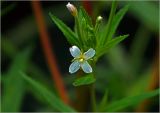 Epilobium adenocaulon