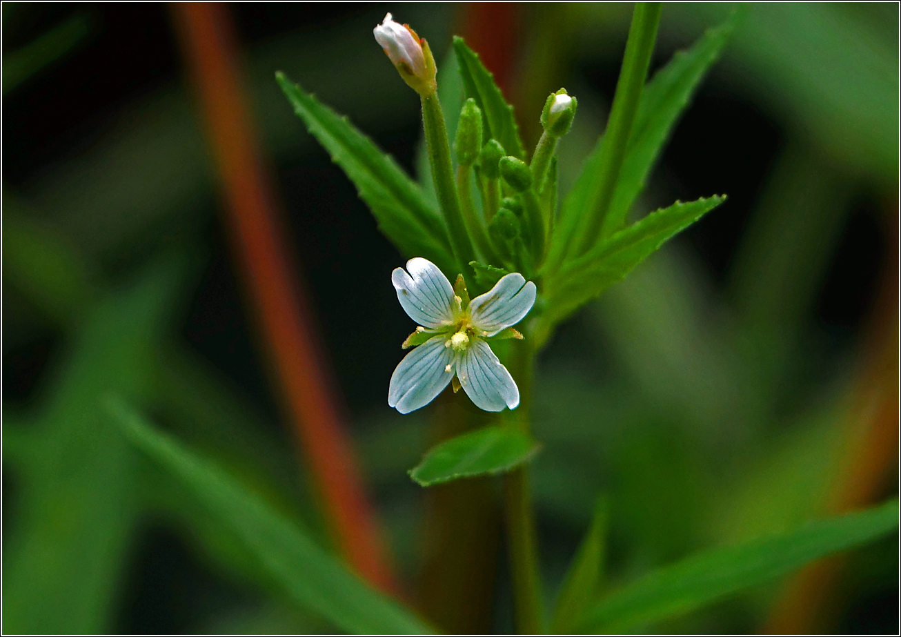 Image of Epilobium adenocaulon specimen.