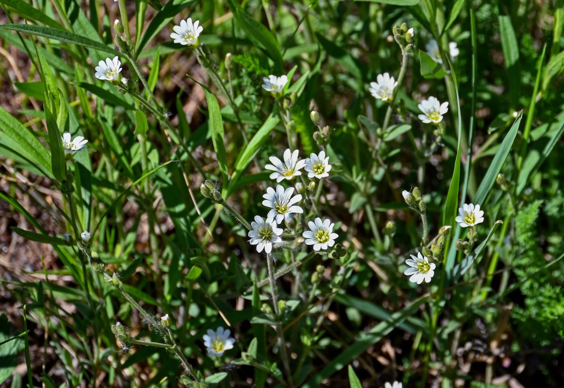 Image of Cerastium arvense specimen.