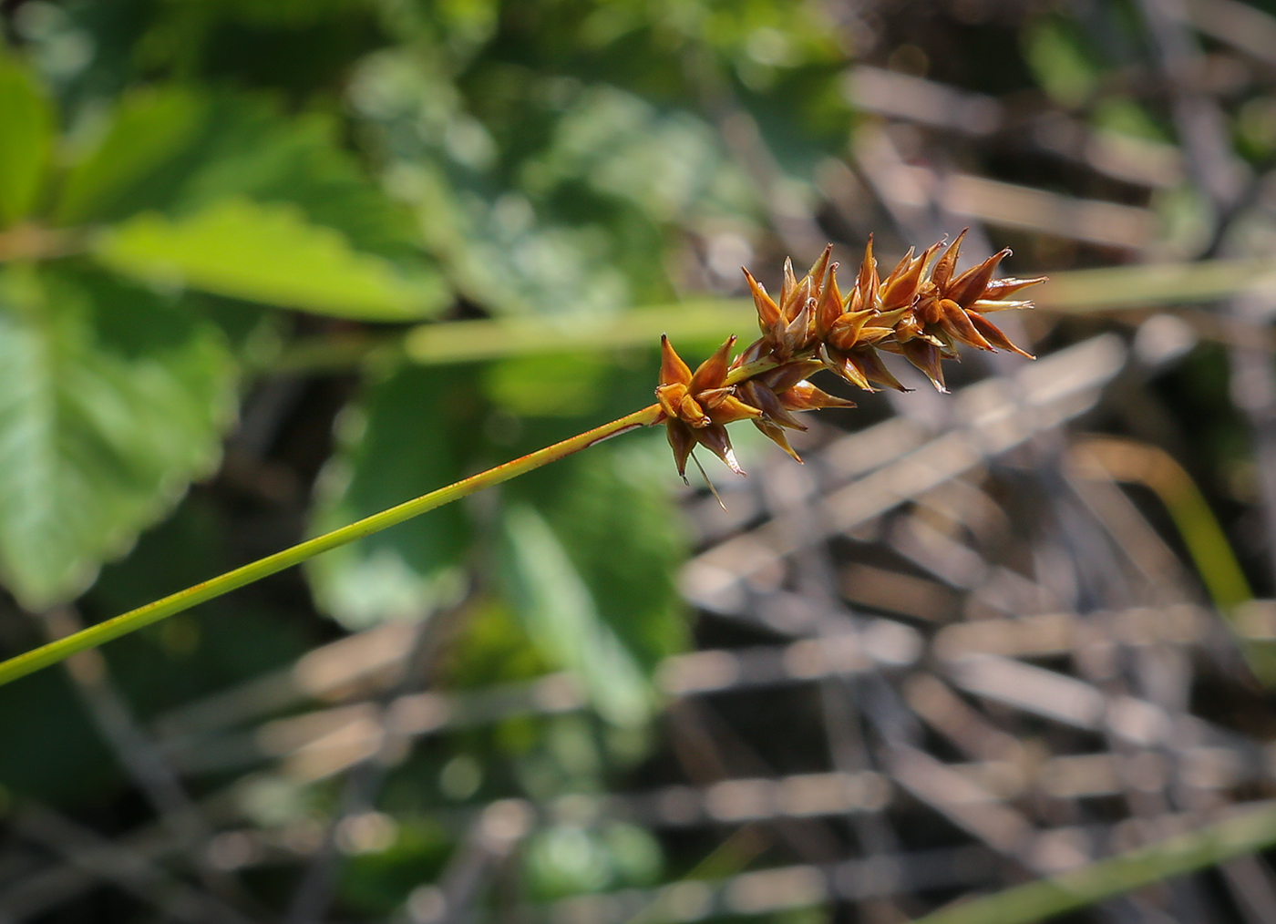 Image of Carex spicata specimen.