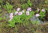 Primula auriculata. Цветущие растения. Краснодарский край, м/о город-курорт Сочи, окр. с. Эстосадок, окр. Бзерпинского карниза, субальпийский пояс, выс. ≈ 2100 м н.у.м. 17 июня 2019 г.