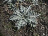 familia Asteraceae