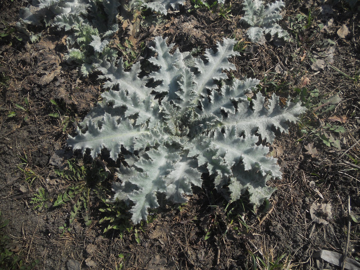 Изображение особи семейство Asteraceae.