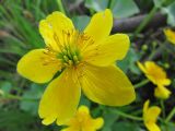 Caltha palustris. Цветок с завязью. Коми, окр. г. Сыктывкар, Алёшино, долина р. Вычегда, заросли кустарника на берегу старицы. 09.06.2010.