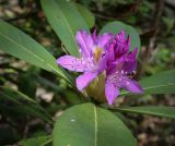 Rhododendron ponticum. Соцветие и листья. Абхазия, Гагрский р-н, с. Лдзаа, широколиственный лес. 11.04.2024.