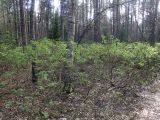 Sorbaria sorbifolia