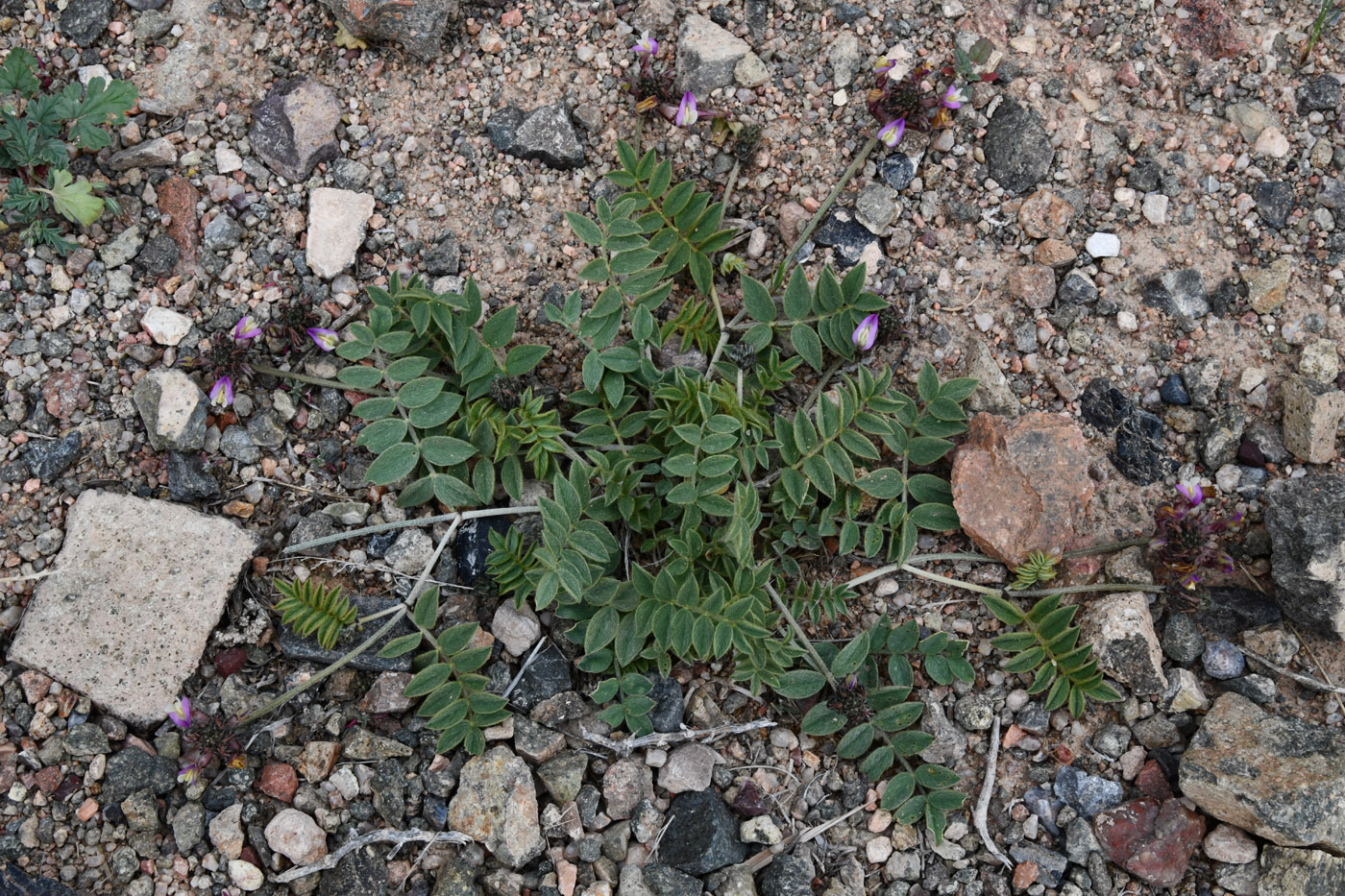 Image of Astragalus amabilis specimen.
