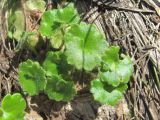 Saxifraga rotundifolia