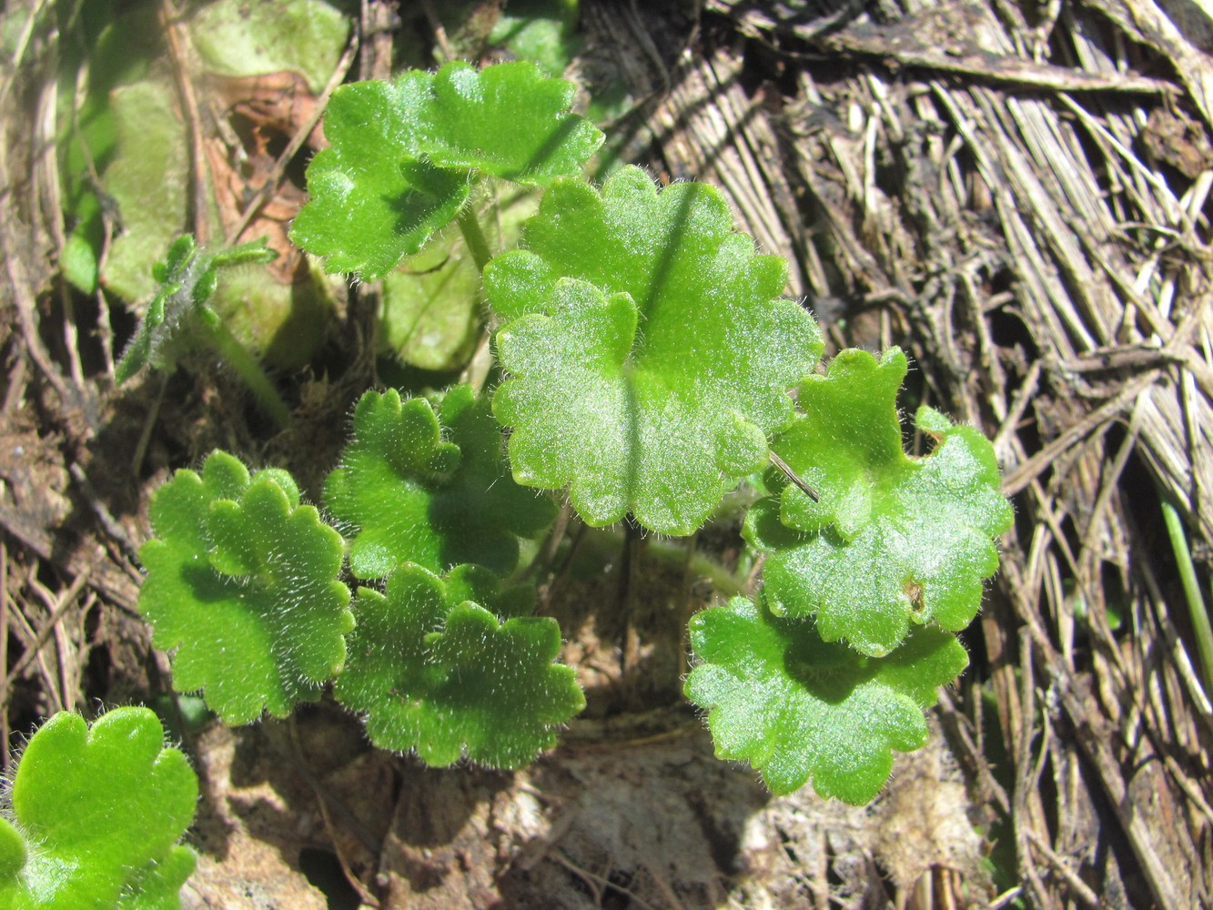 Image of Saxifraga rotundifolia specimen.