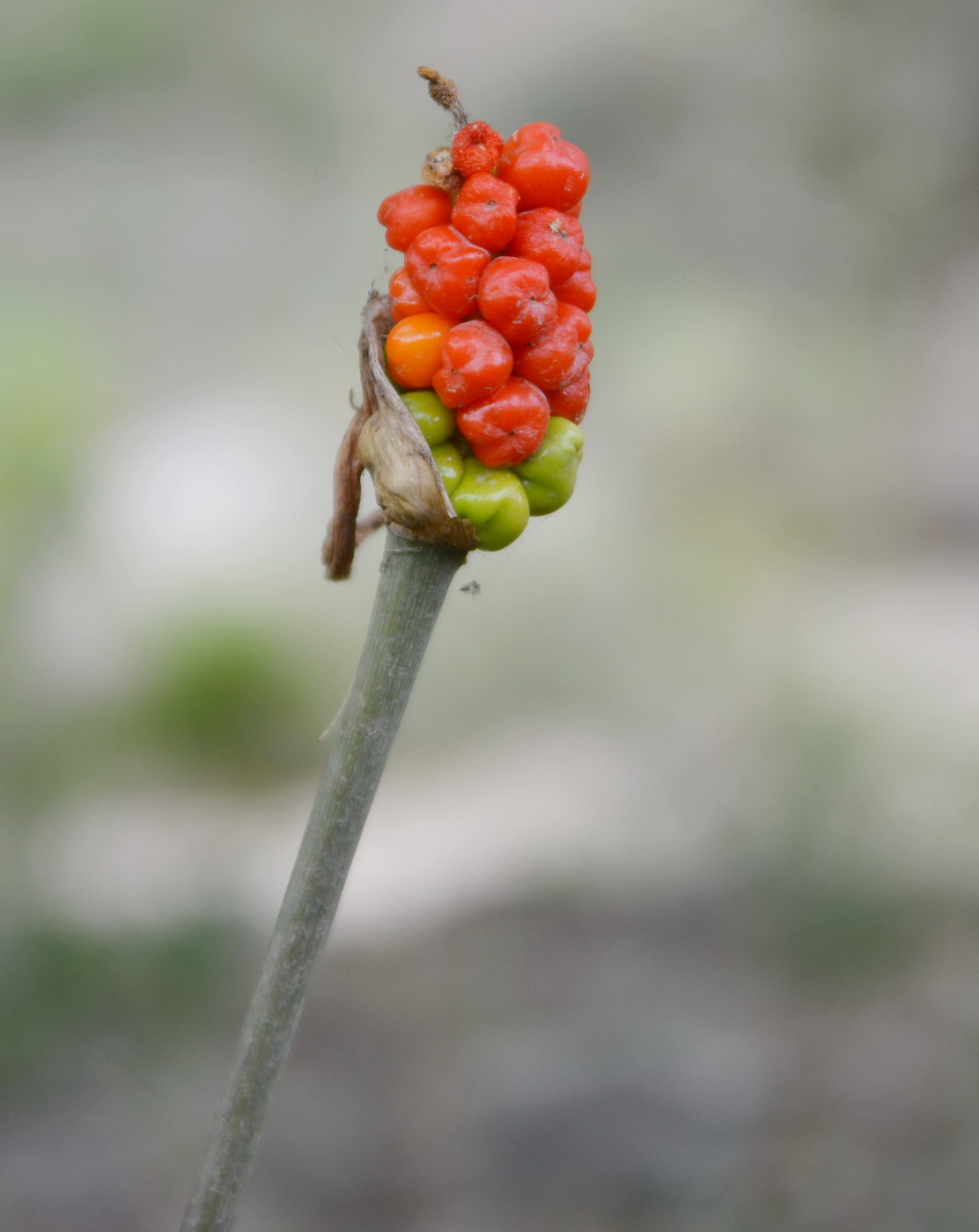 Image of Arum korolkowii specimen.