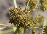 Cyperus difformis. Соплодия. Испания, Каталония, пров. Жирона, комарка Баш Эмпорда, муниципалитет Тороэлья-де-Монгри, дельта р. Тер, заливное поле, сорное в посевах Oryza sativa. 21.10.2024.