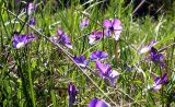 Viola tricolor. Цветки. Ленинградская обл., окр. пос. Ленинское, 5 июня 2005 г.