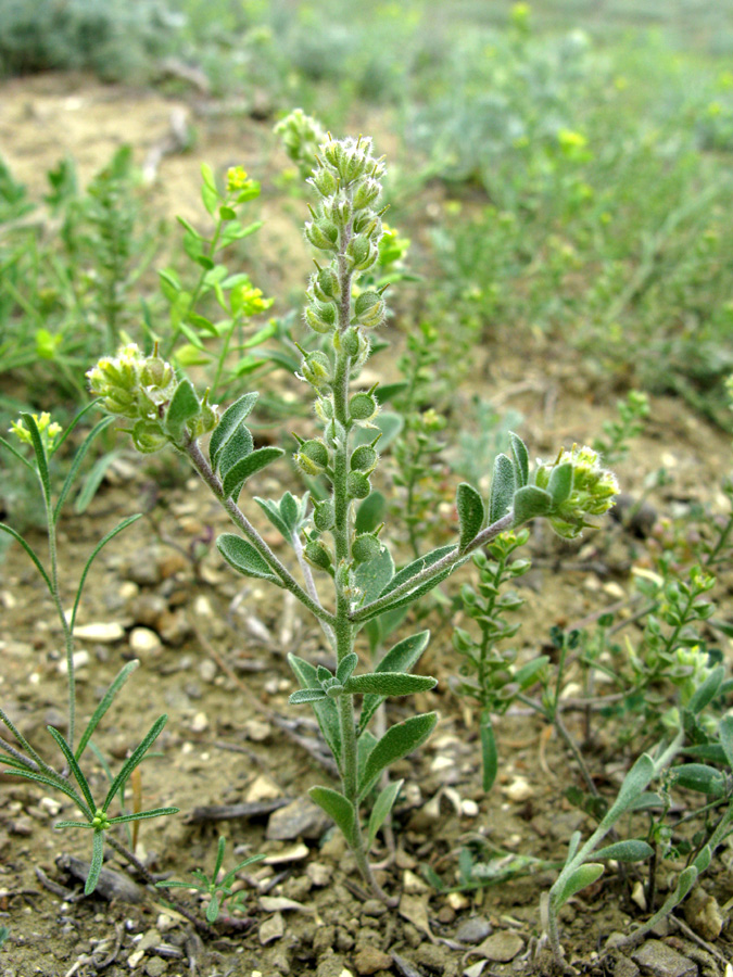 Image of Alyssum dasycarpum specimen.