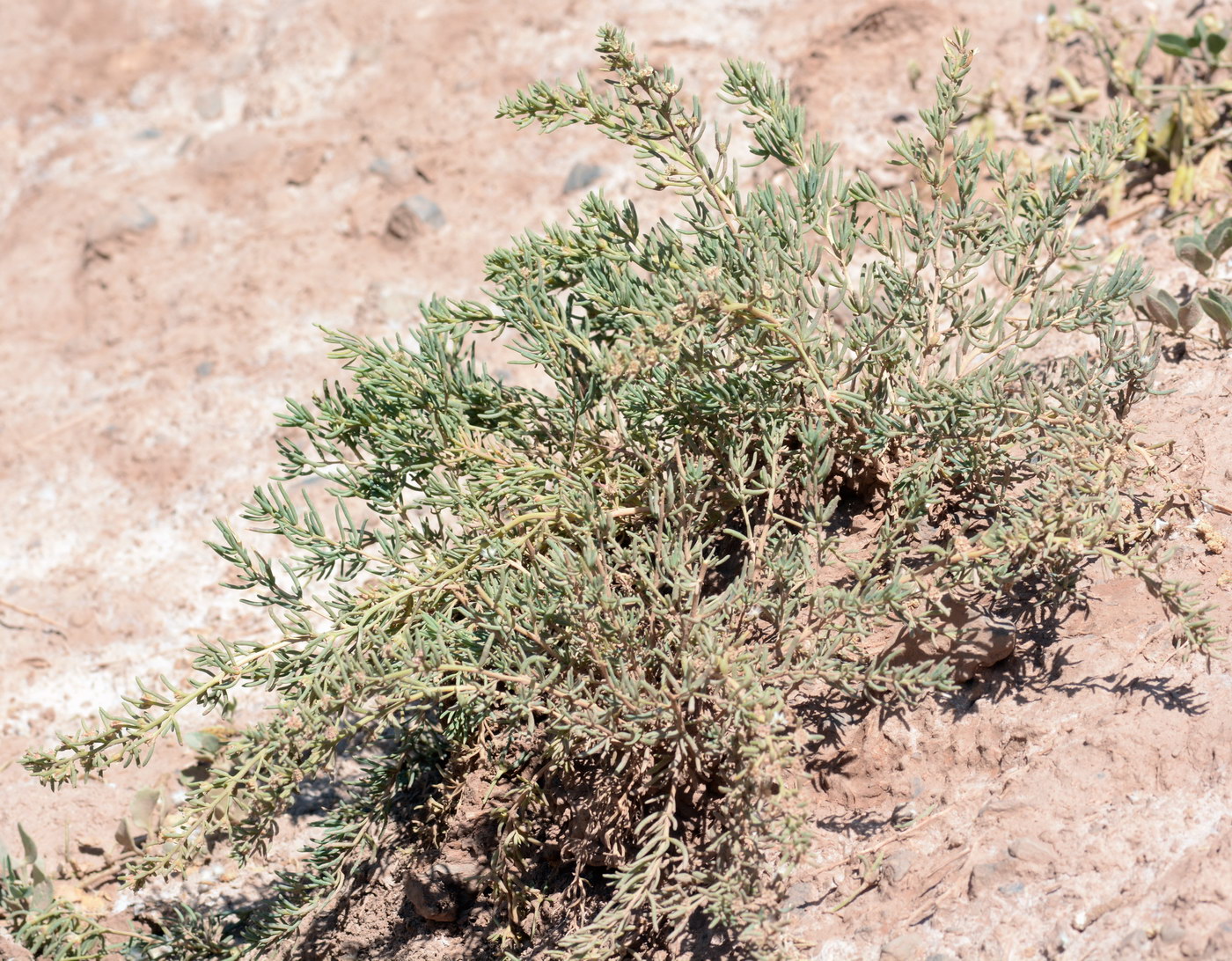 Image of Sympegma regelii specimen.