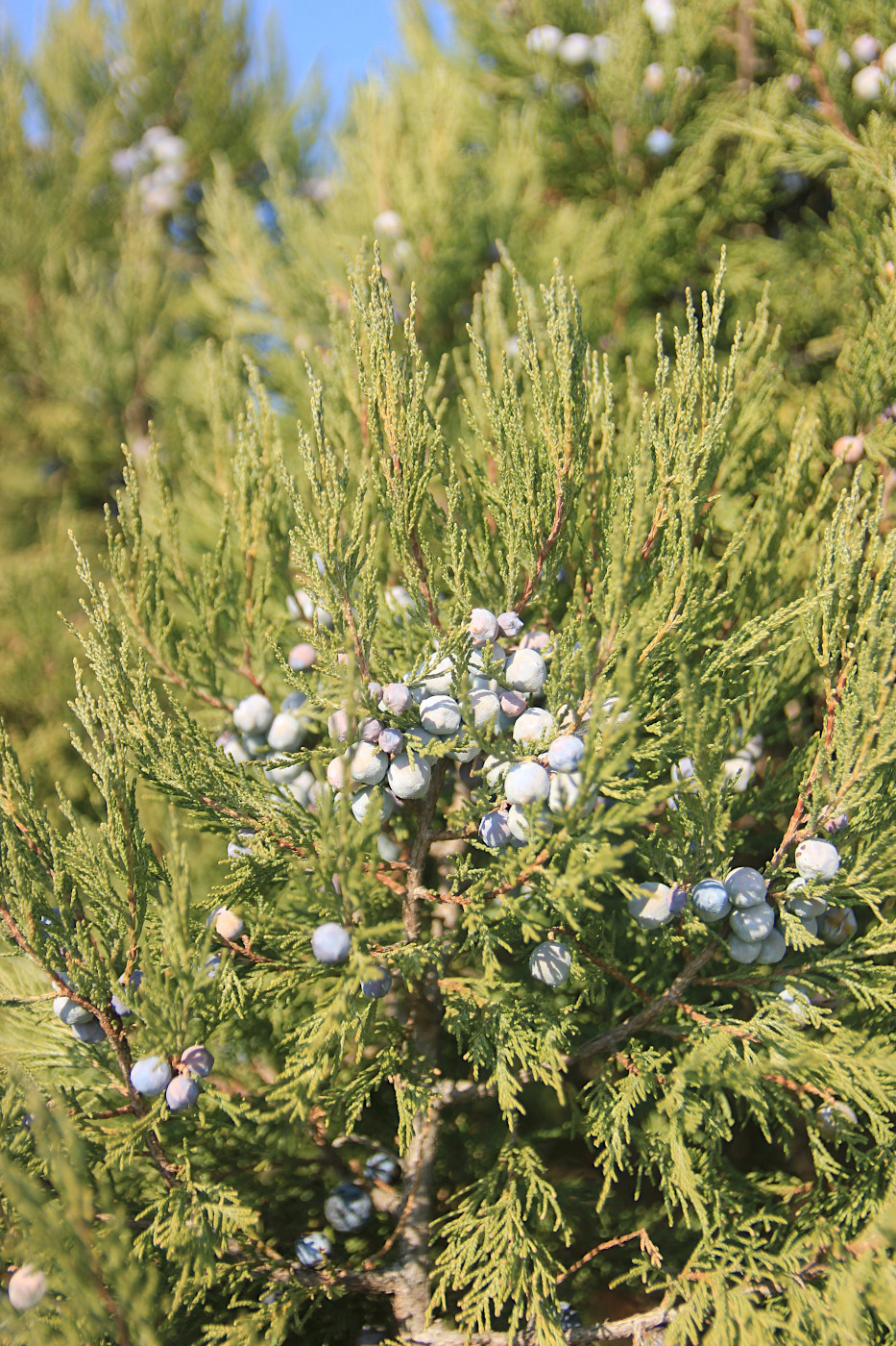 Image of Juniperus excelsa specimen.