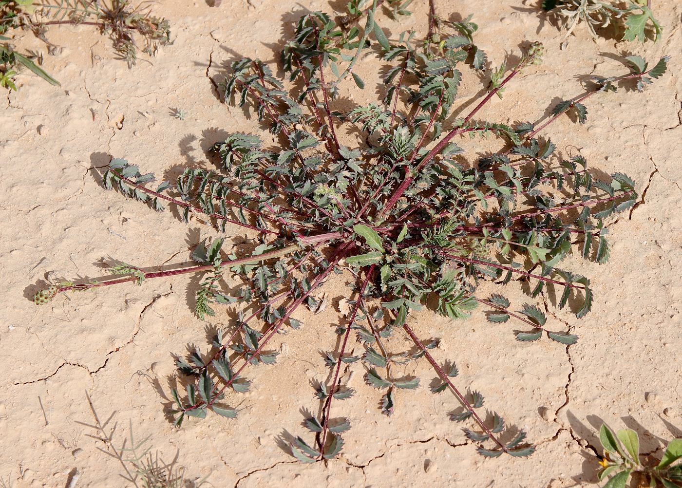 Изображение особи Poterium verrucosum.